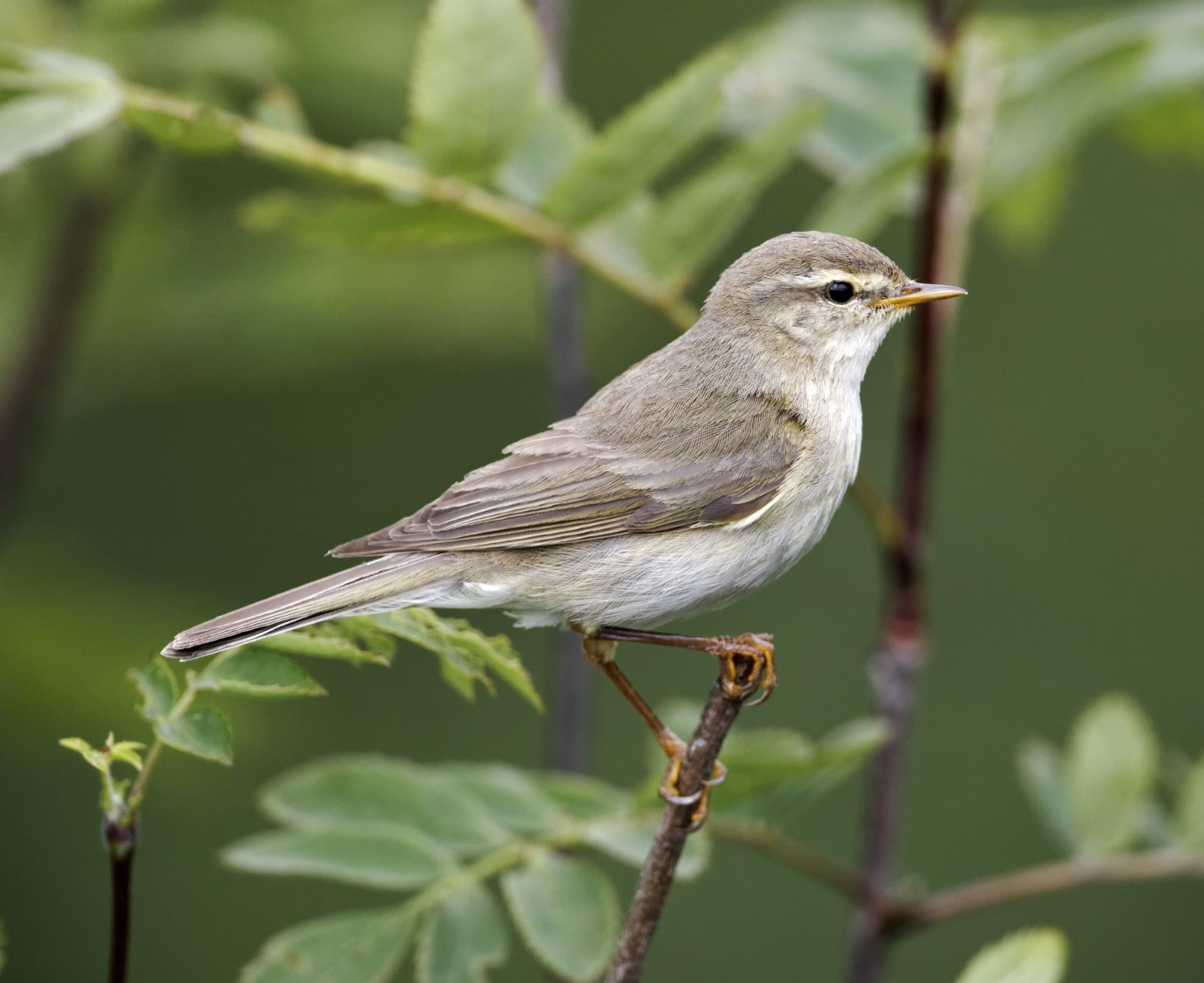 Willow warbler sat on a green leafy tree branch 