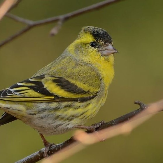 Close up of a Siskin perched on a tree branch