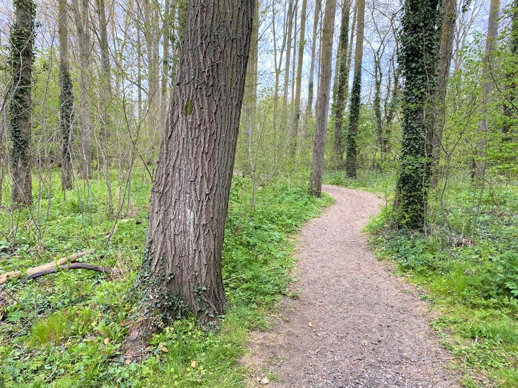 A path in the Forest surrounded by mature poplar treest