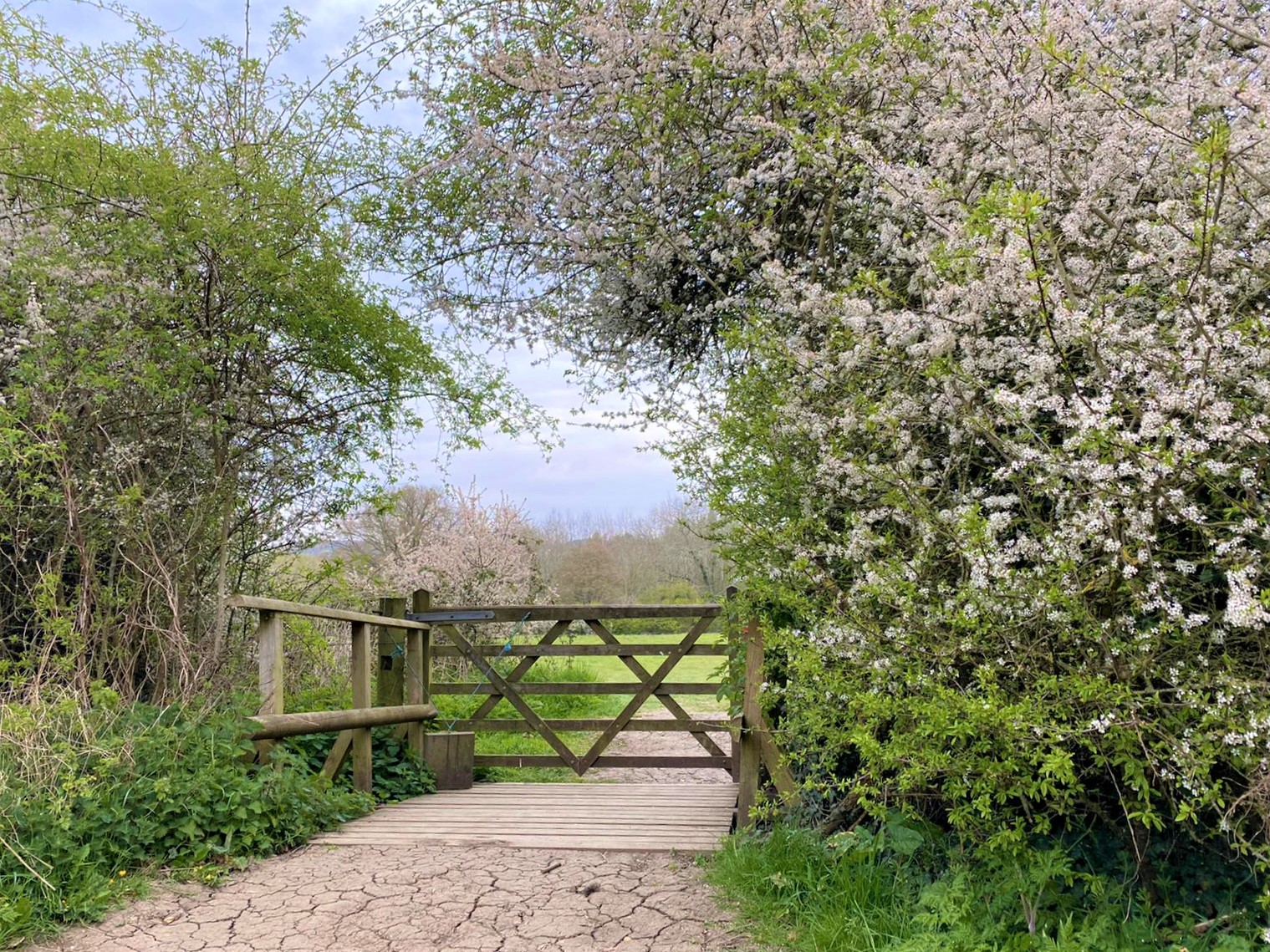 A gate in the Forest surrounded by flowering shrubs