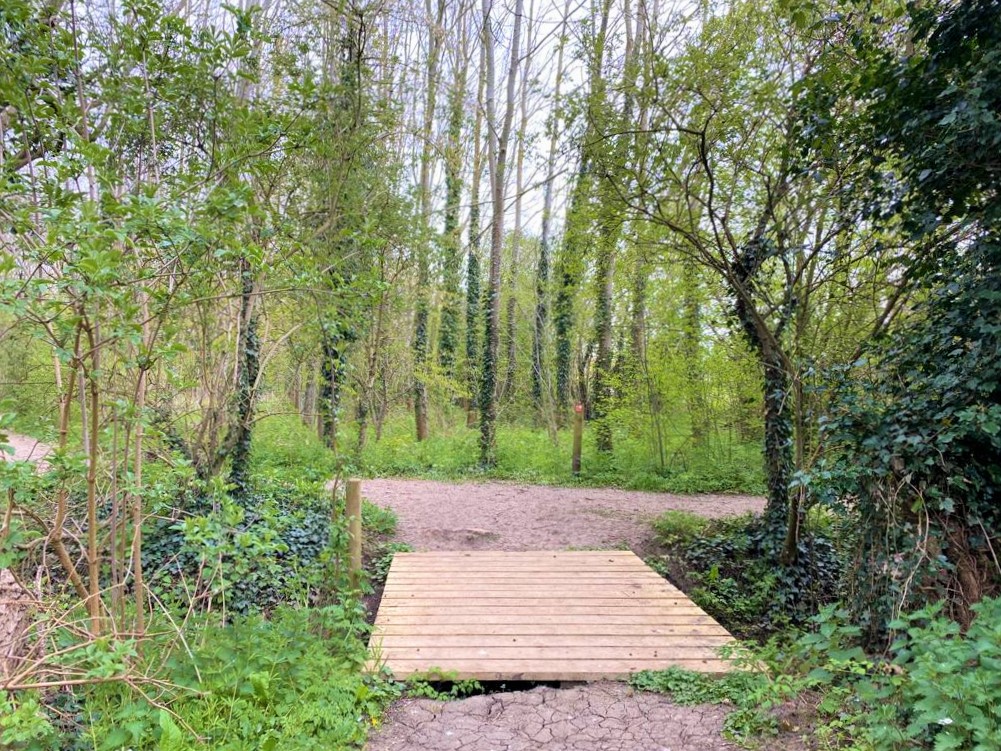 Wooden bridge in the Forest