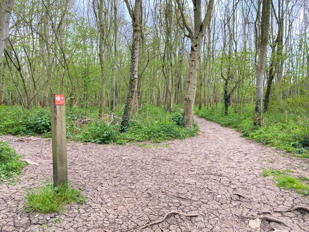 Waymarker directing along right-hand side fork in the Forest