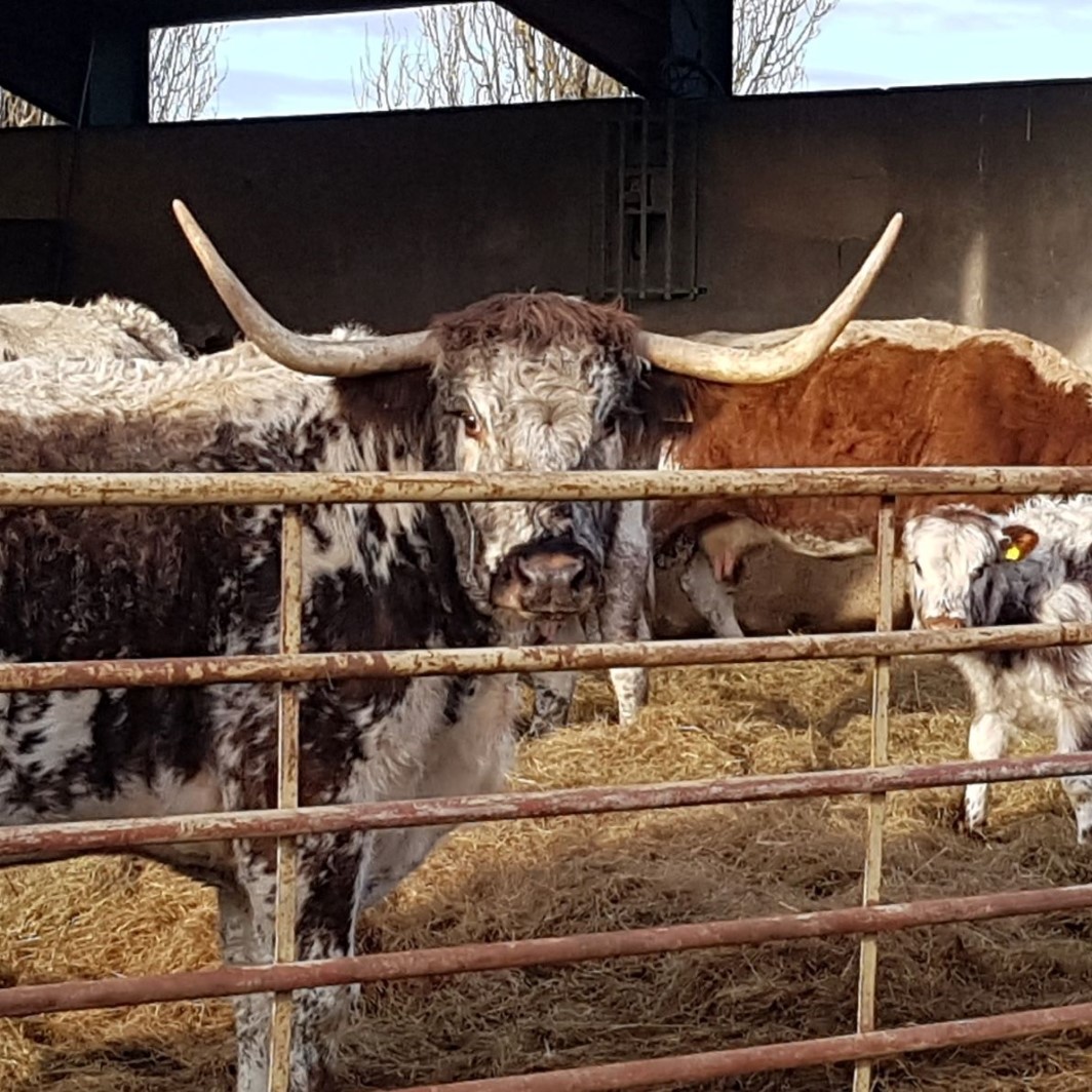 Some of our longhorn cattle at the Forest farm