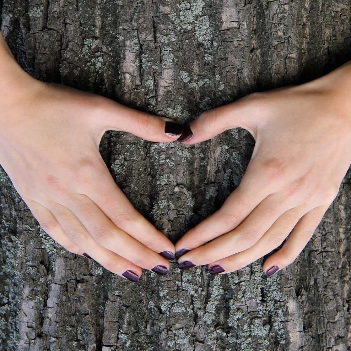 Hands making a heart shape in front of a tree trunk 