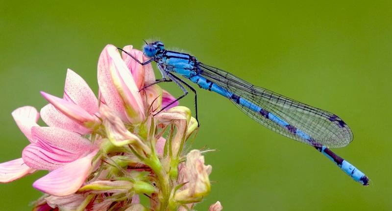 A common blue damselfly resting on a pink flower