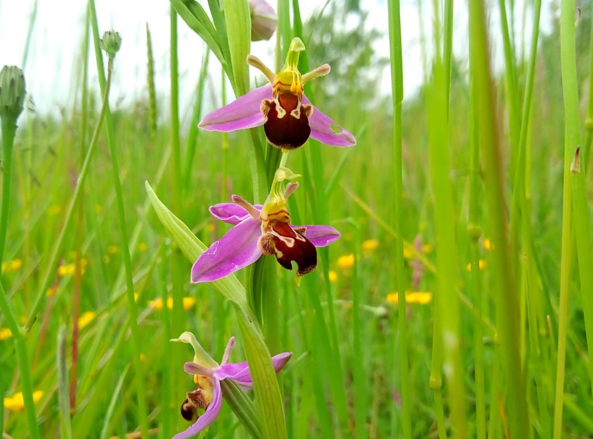 Close up of a bee orchid in grassland 