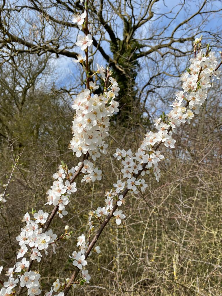 Close up of some blackthorn in the Forest