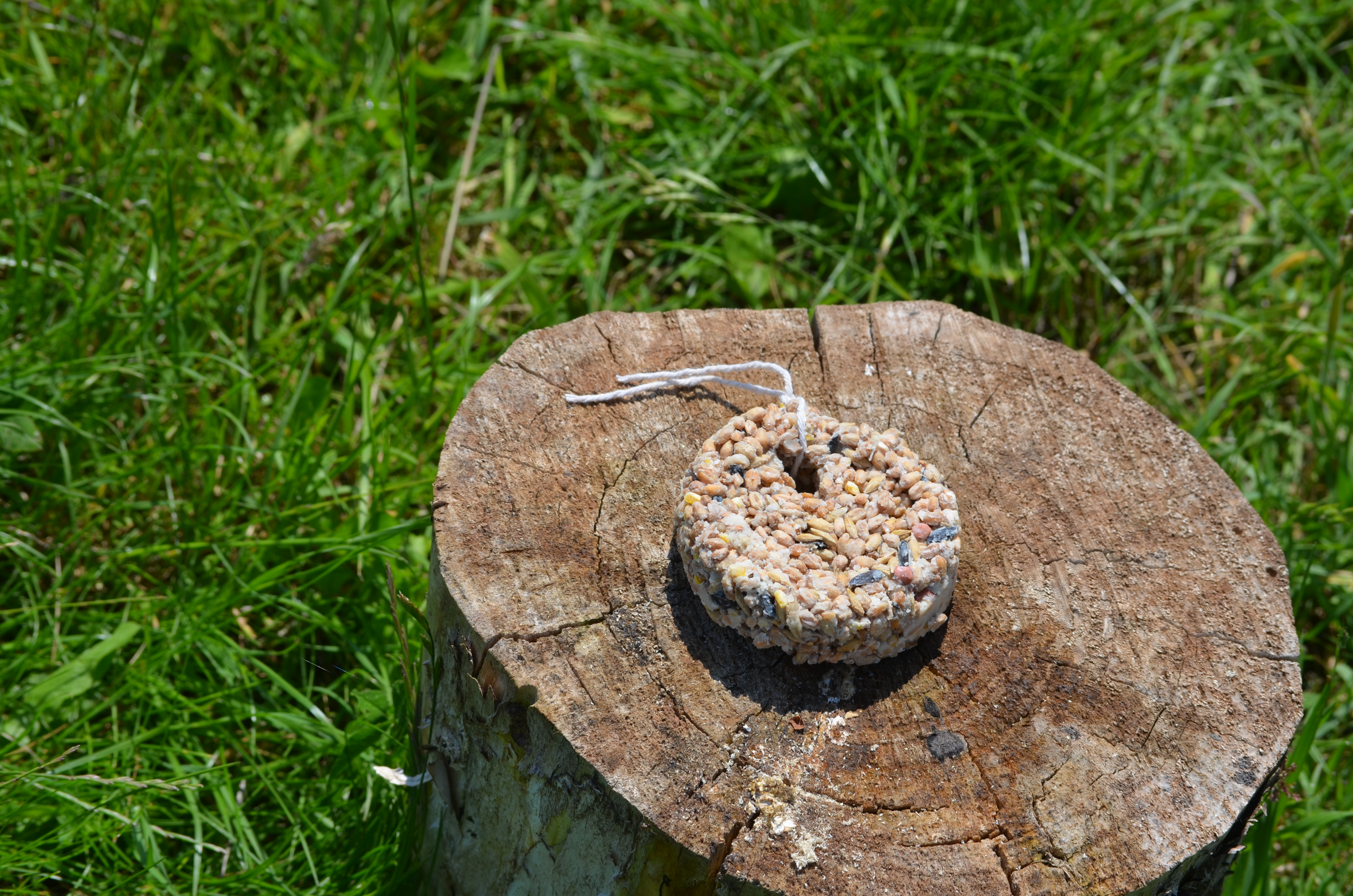 Close up of a natural bird feeder with string through it