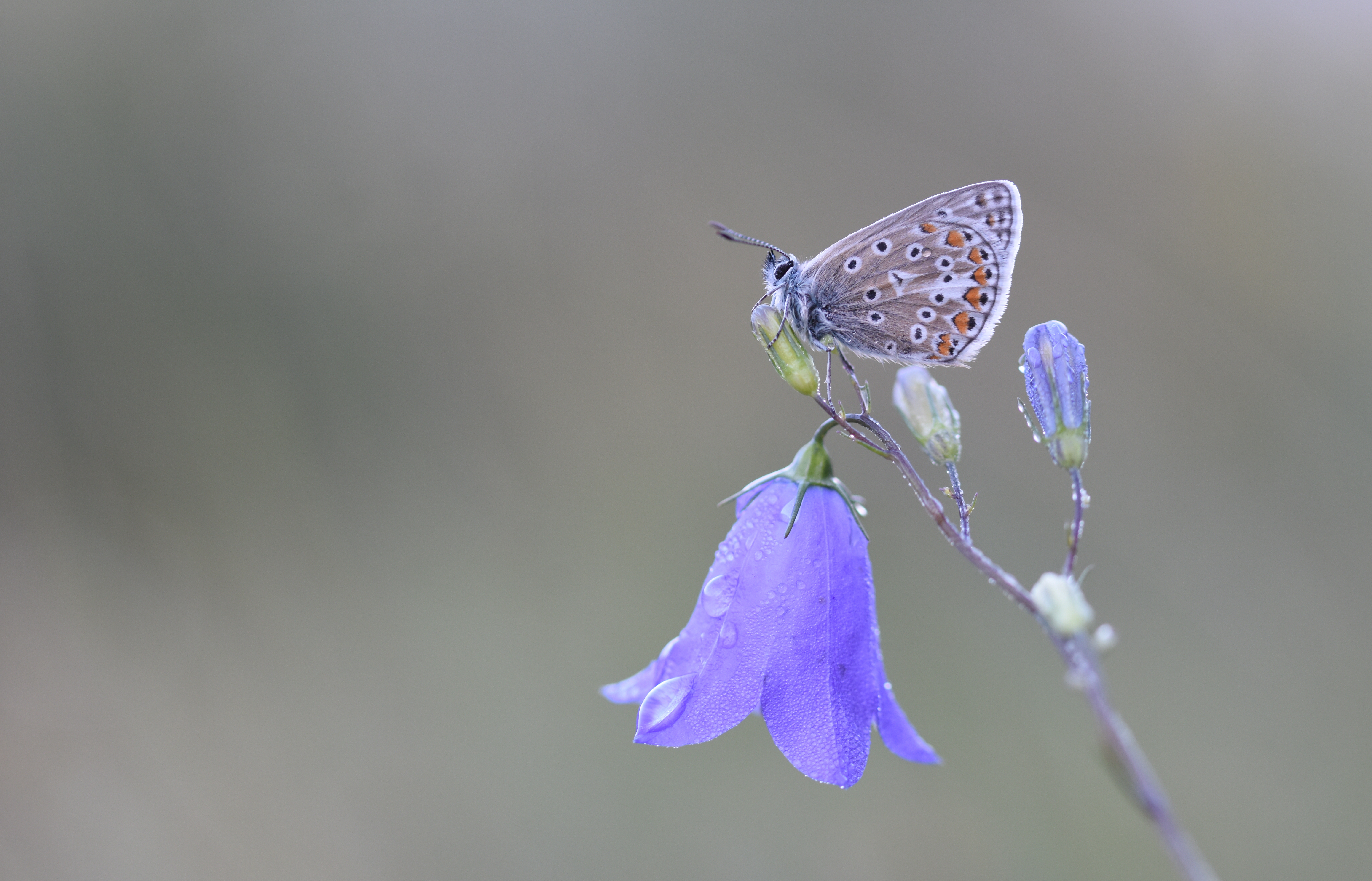 Close up of a common blue butterfly on a harebell wildflower 