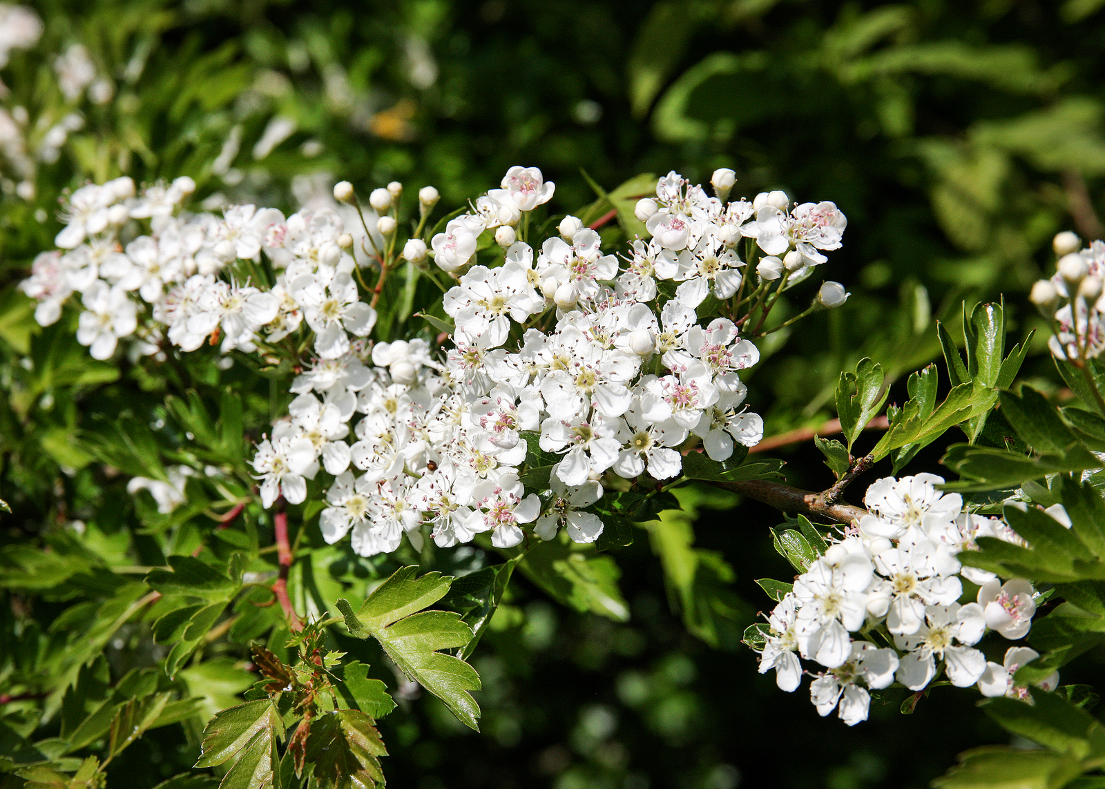 Hawthorn flowers