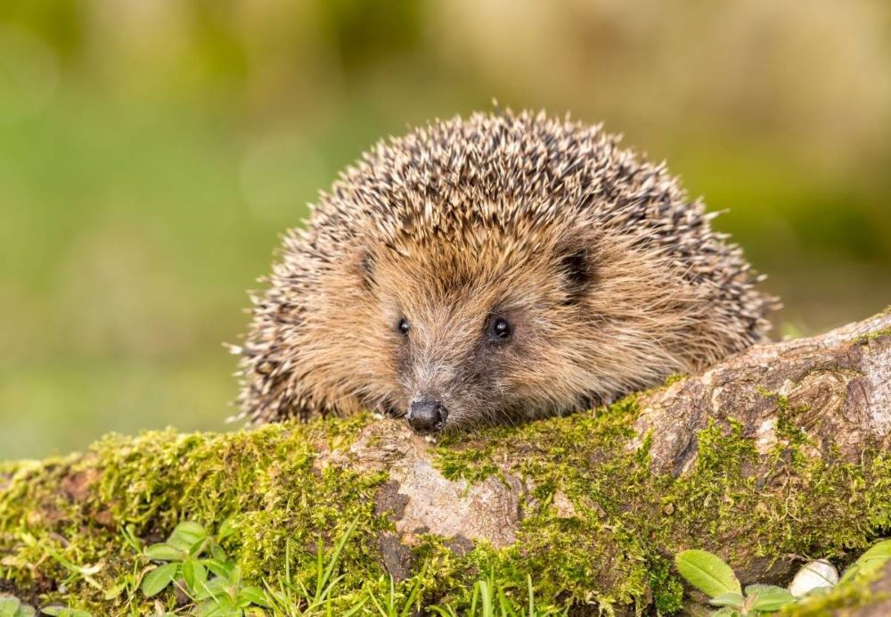 Close up of a hedgehog climbing over a fallen branch