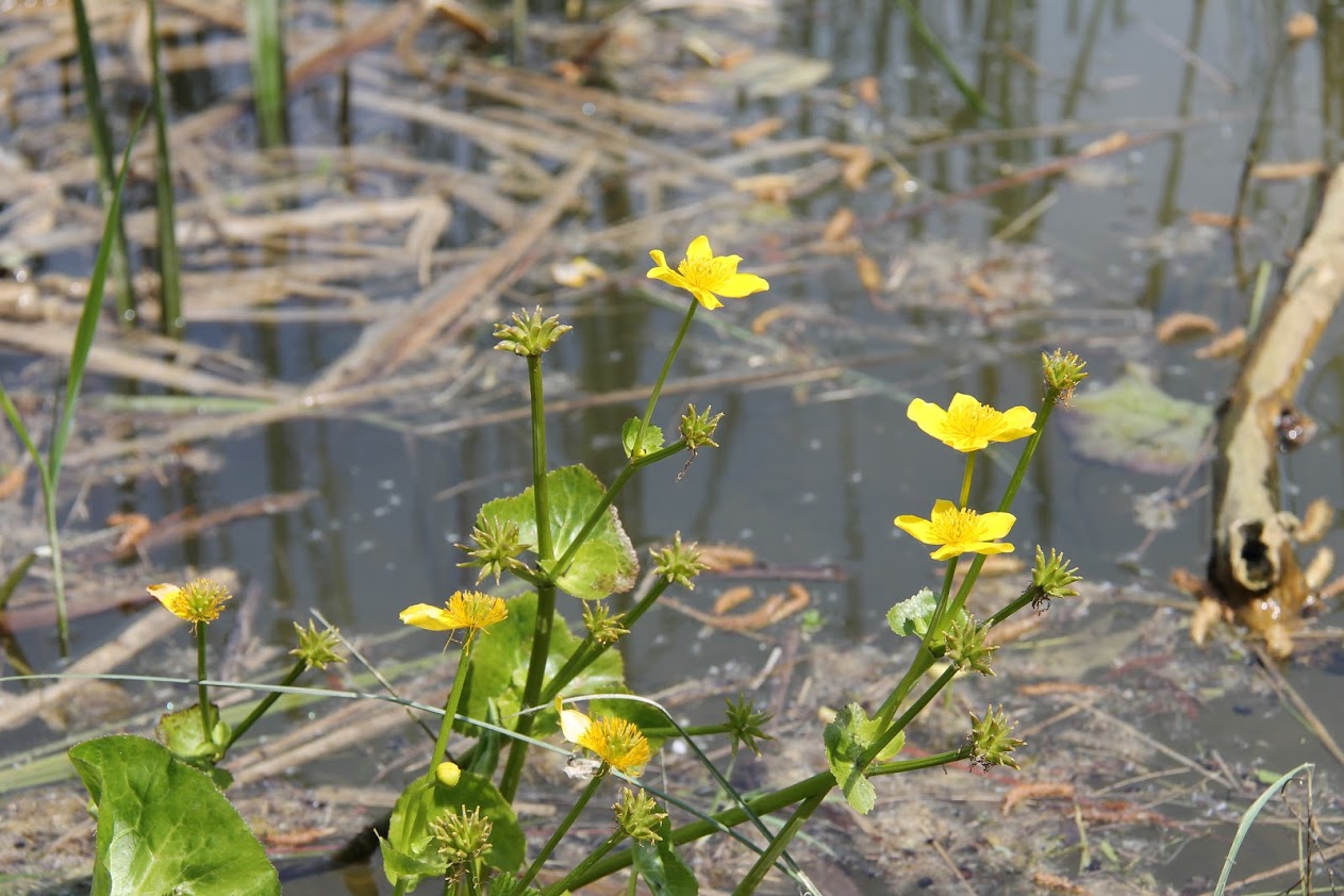 Close up of yellow marsh marigolds growing on the edge of Colletts Pond in the Forest