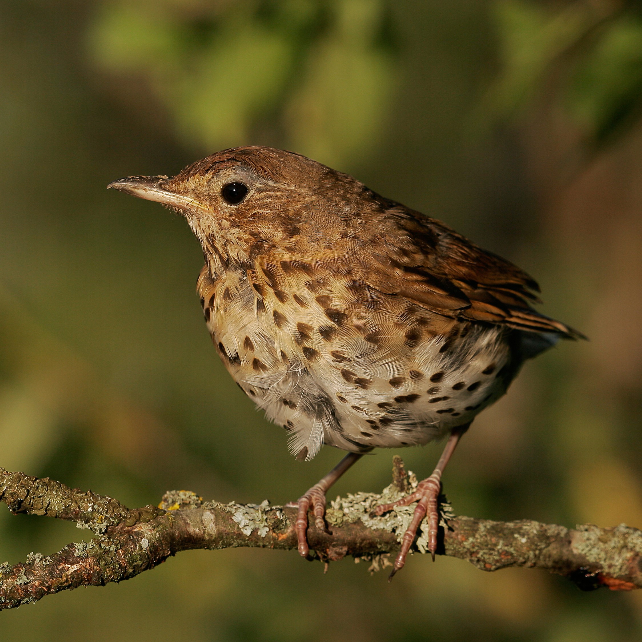 A close up of a song thrush perched on a branch