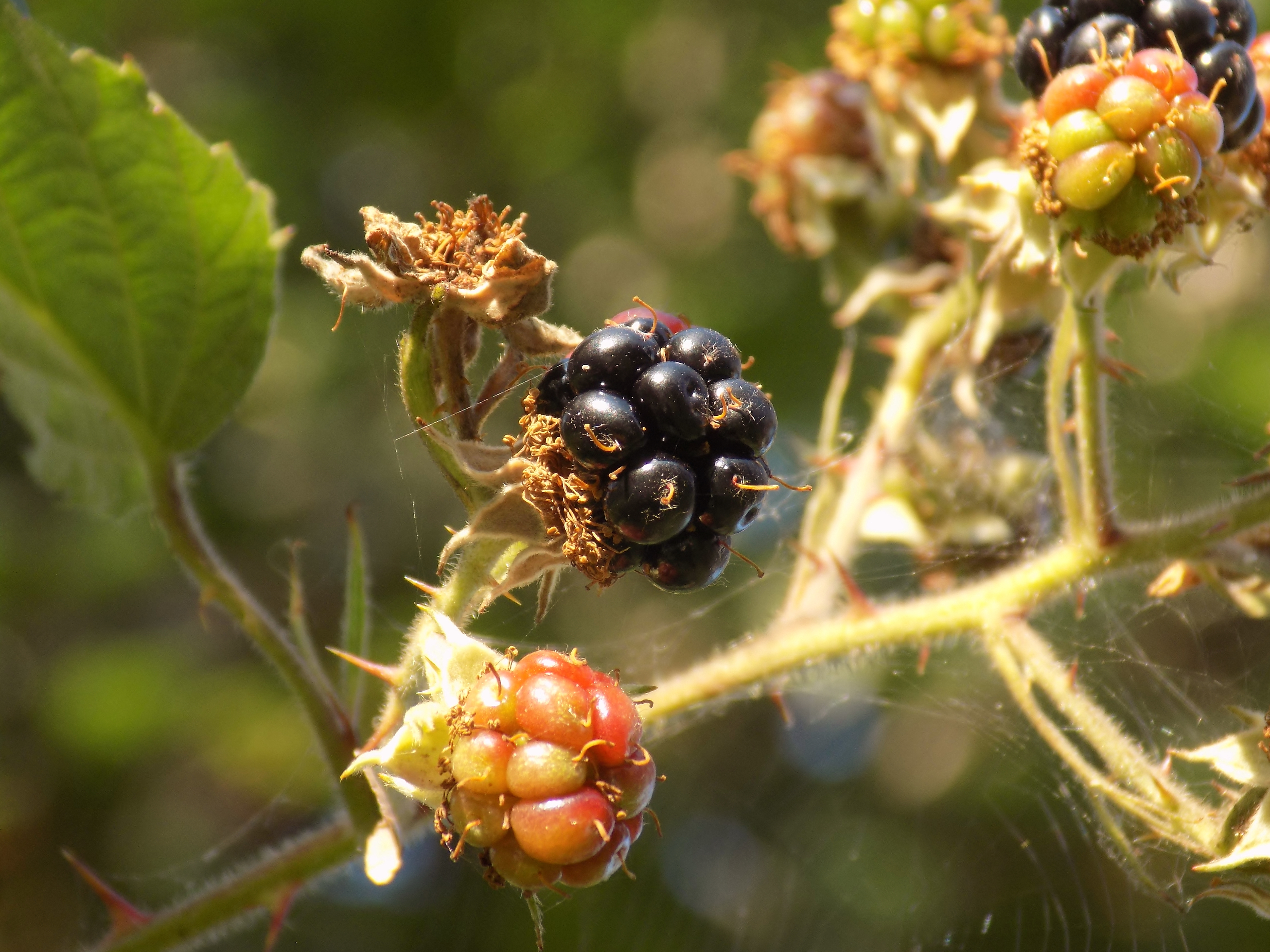 Close up of blackberries on bramble
