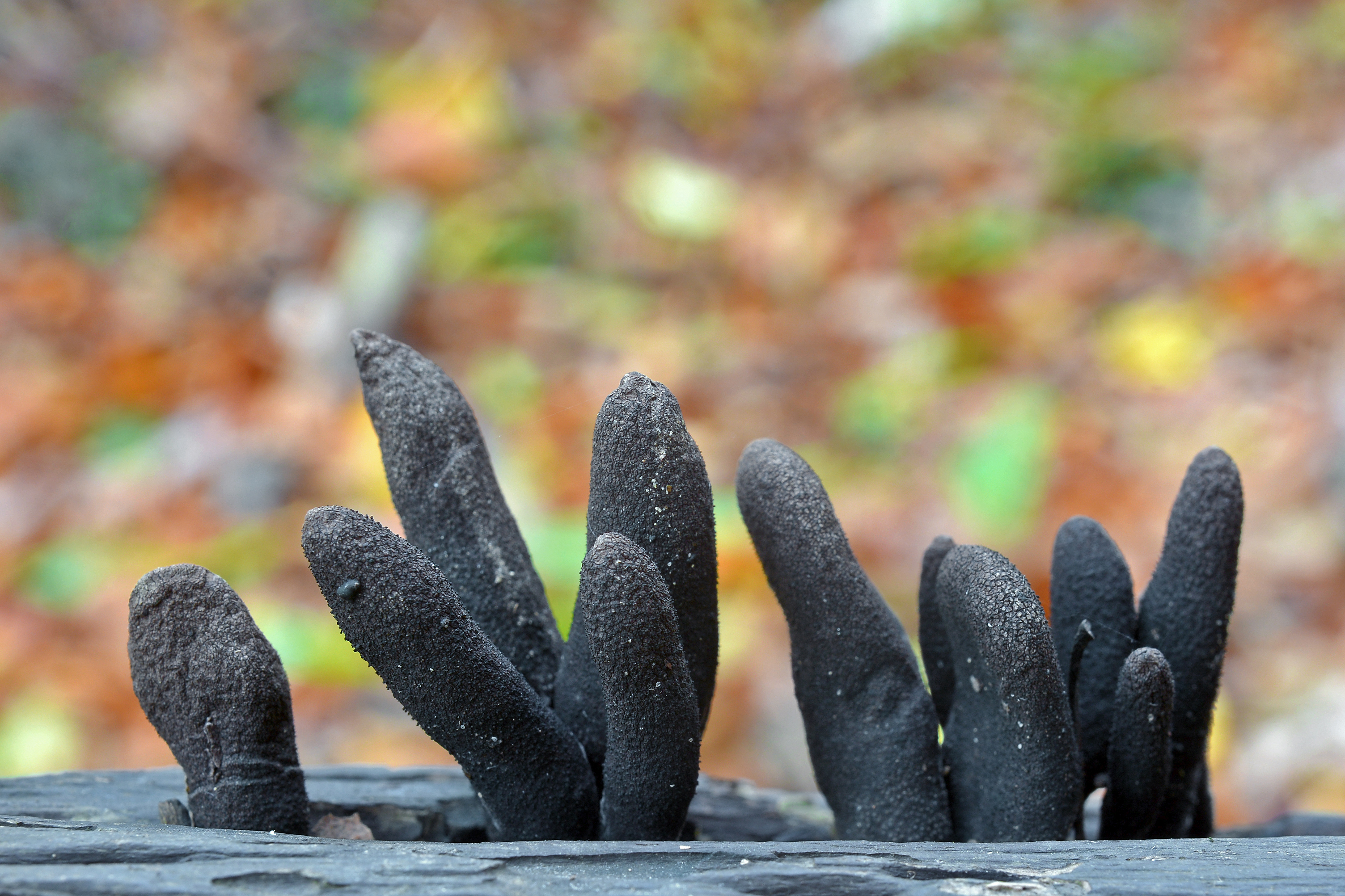 Close up of dead man's fingers growing out of deadwood
