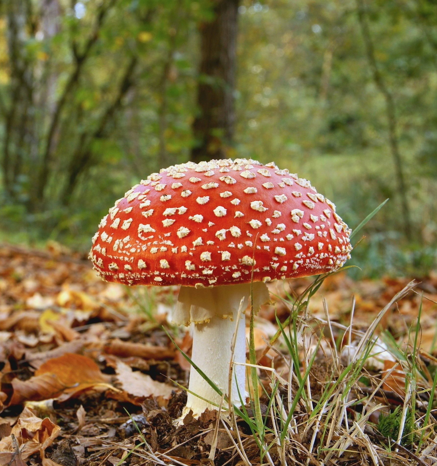 Fly agaric amongst autumn leaves on the Forest floor