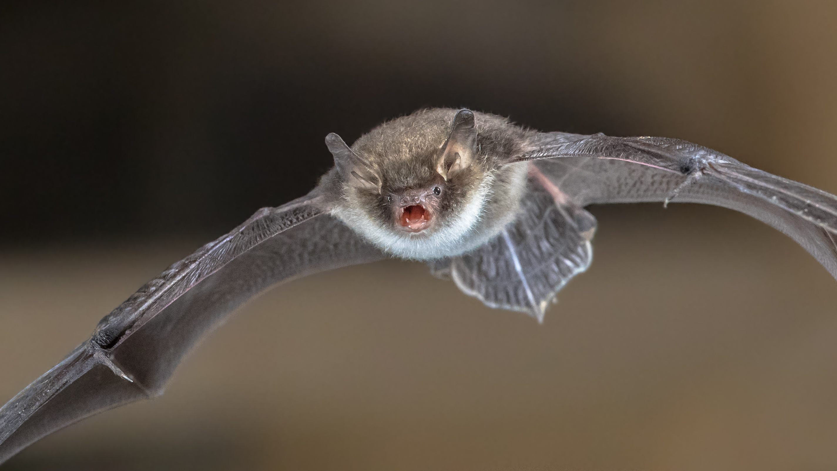 Close up of natterer's bat in flight