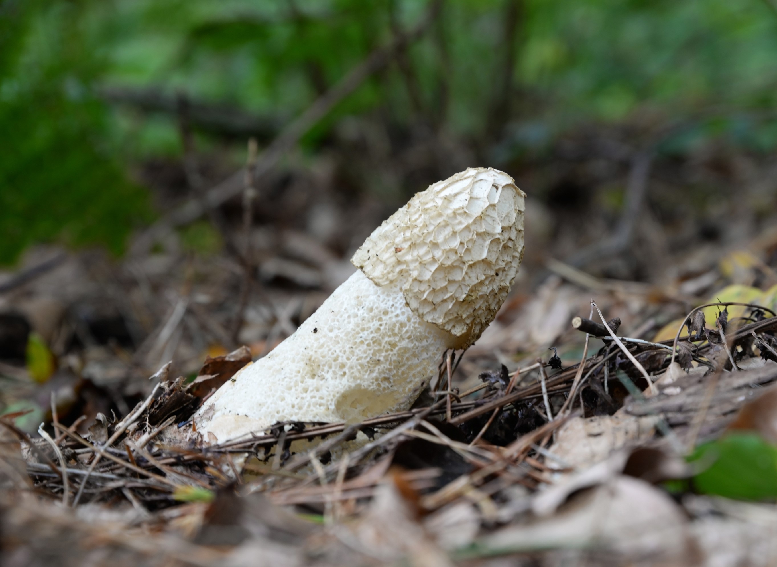 Common stinkhorn fungus on forest floor