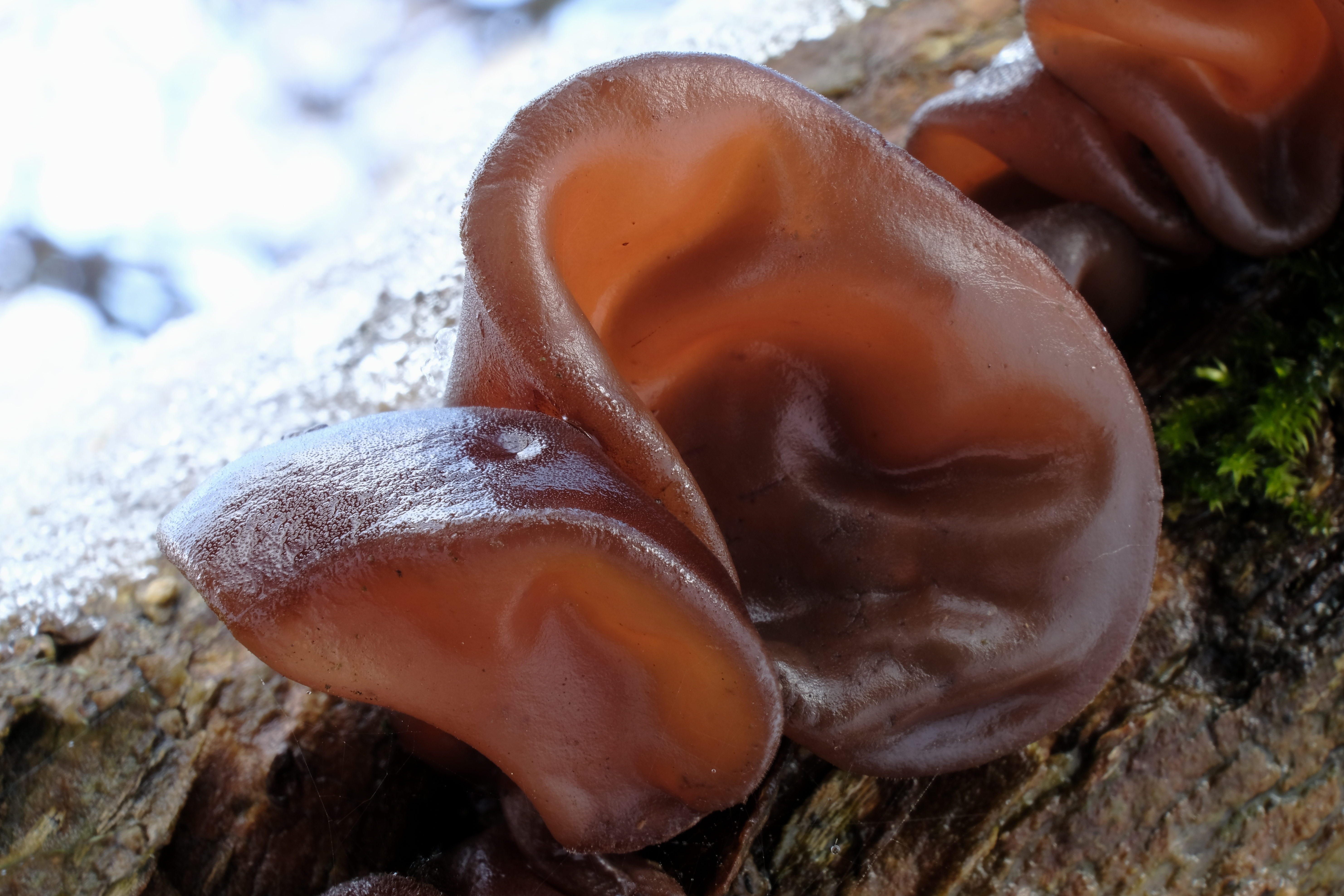 Close up of some jelly ear fungi