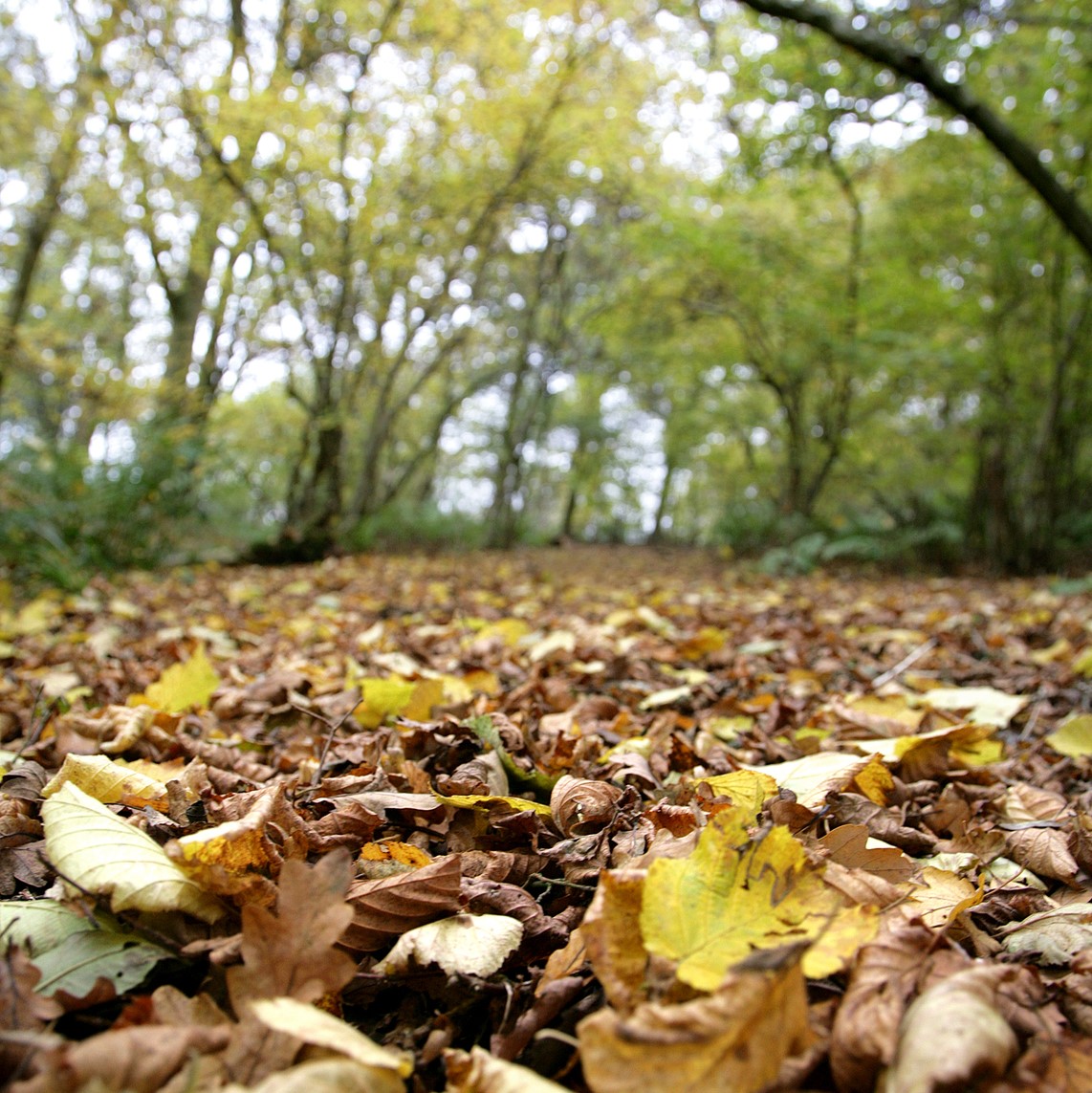 Brown and yellow autumn leaves on the Forest floor with trees in the background