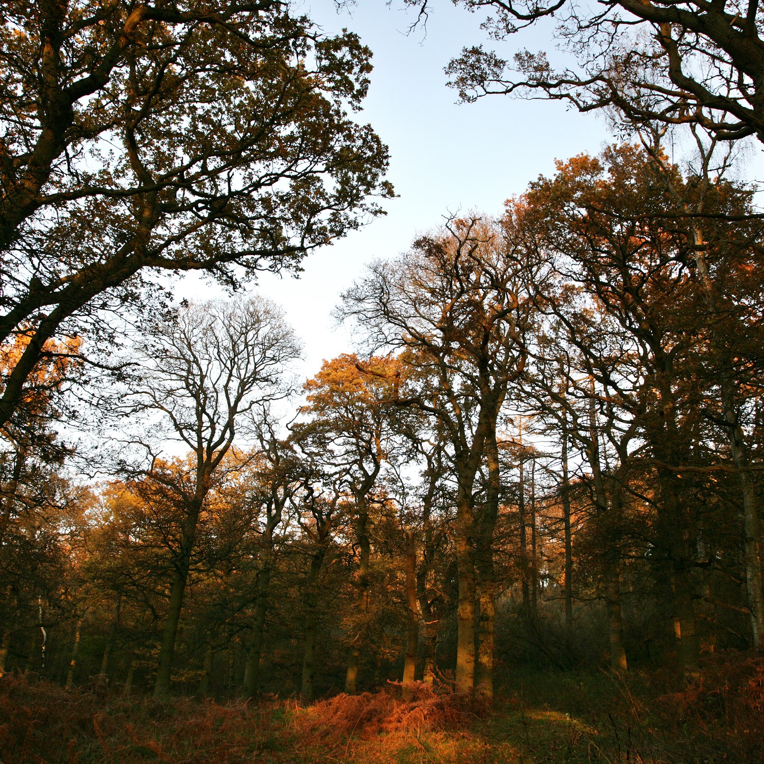 A clearing in the Forest with autumnal trees all around
