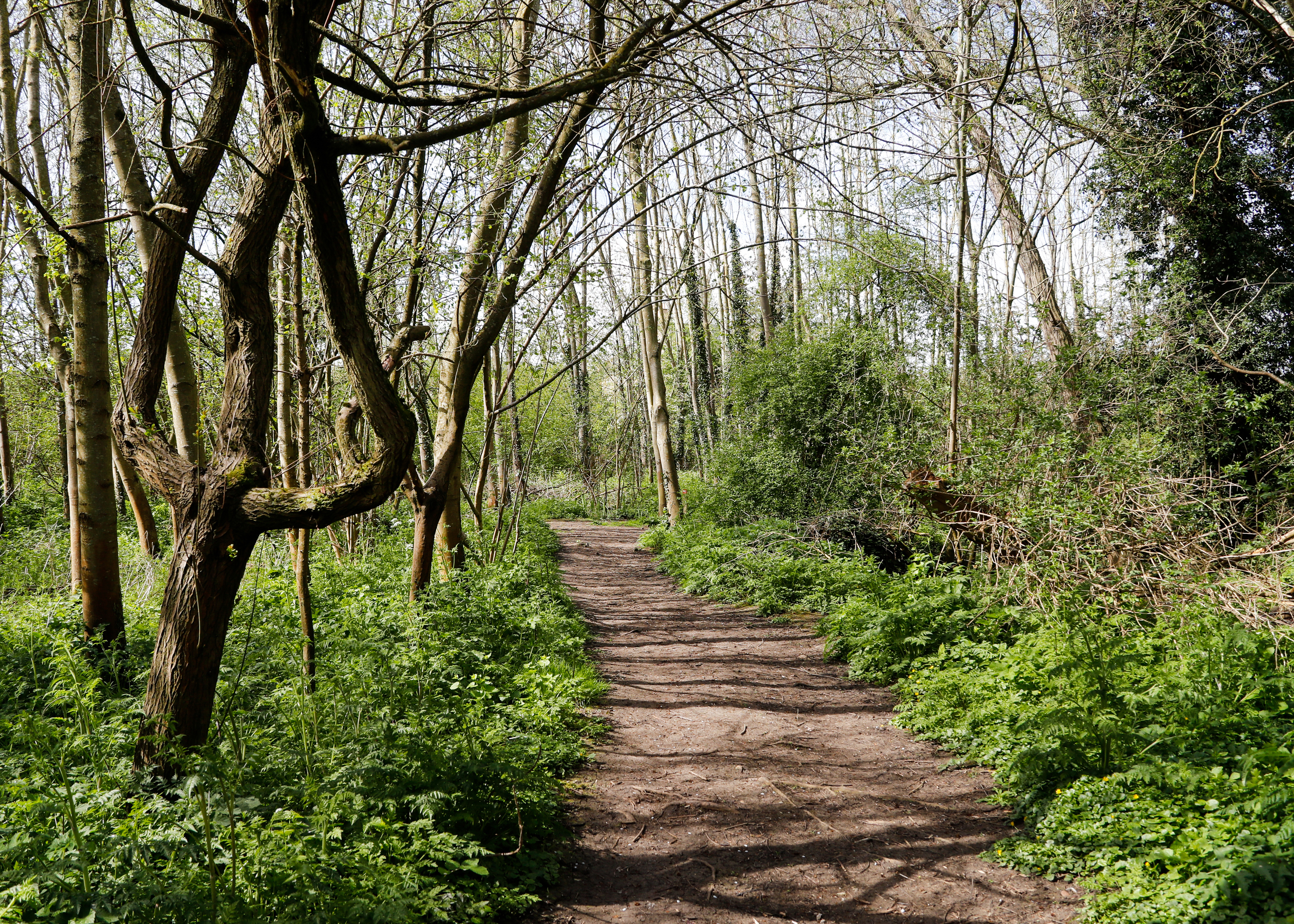 A footpath through the Forest on a sunny day with trees on the left hand side and green undergrowth either side 