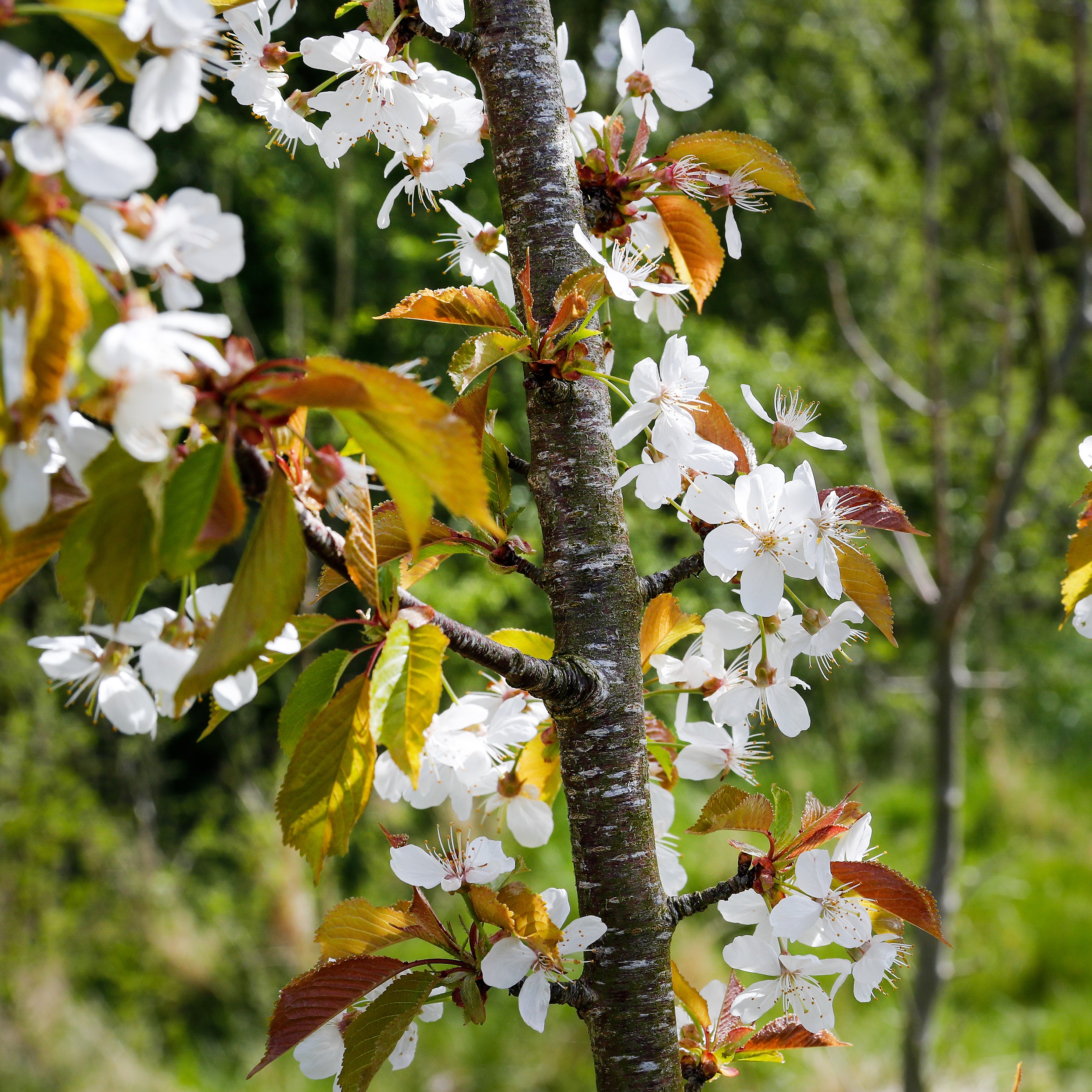 Close up of clusters of white blossom on a tree in the Forest 