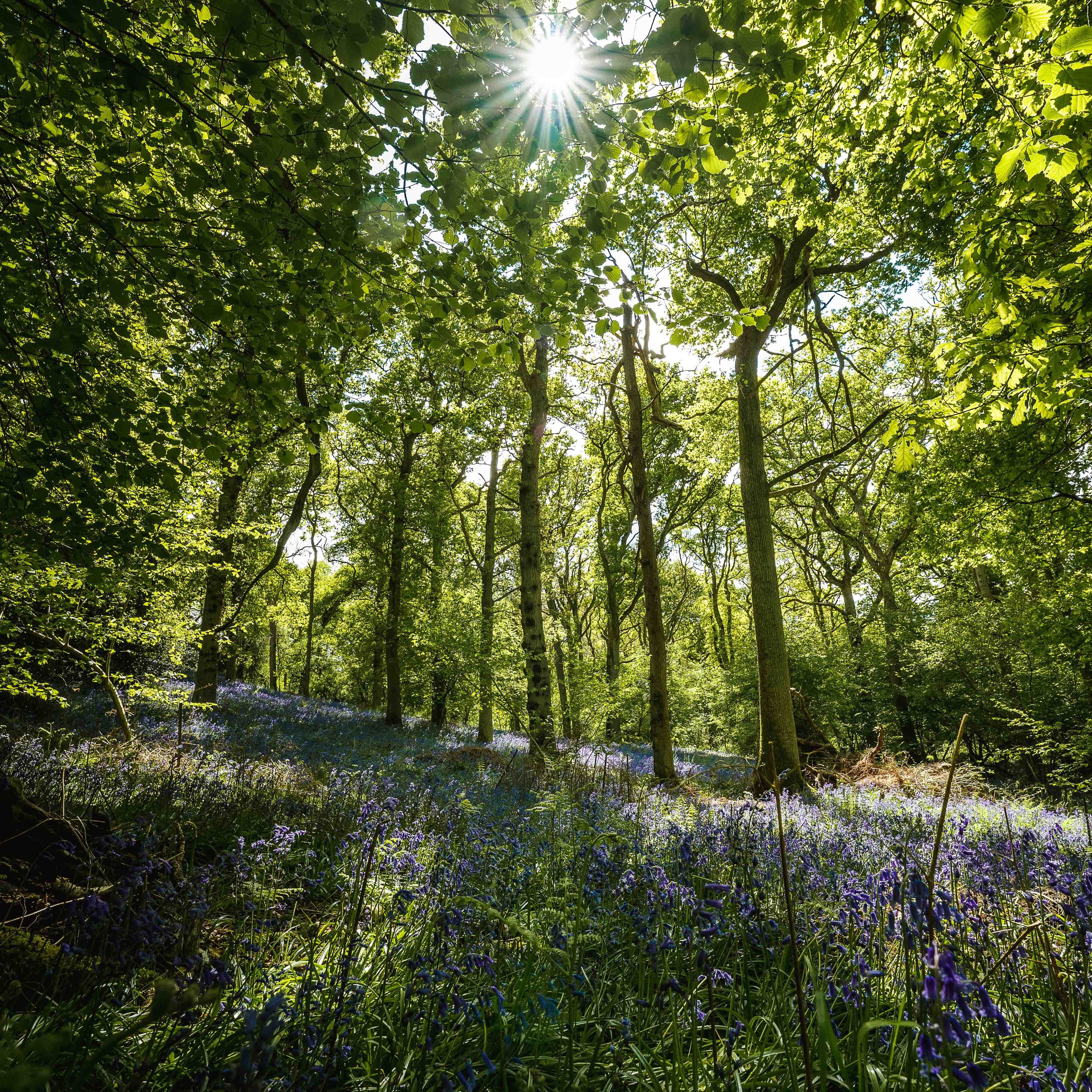 A carpet of bluebells on the forest floor with tall trees and sunshine streaming through the branches