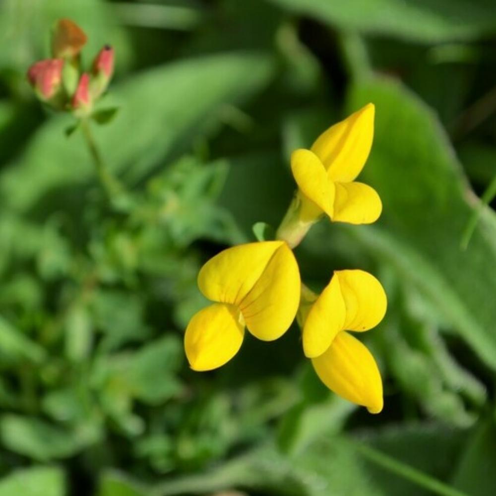 Yellow flower: Bird's-foot trefoil