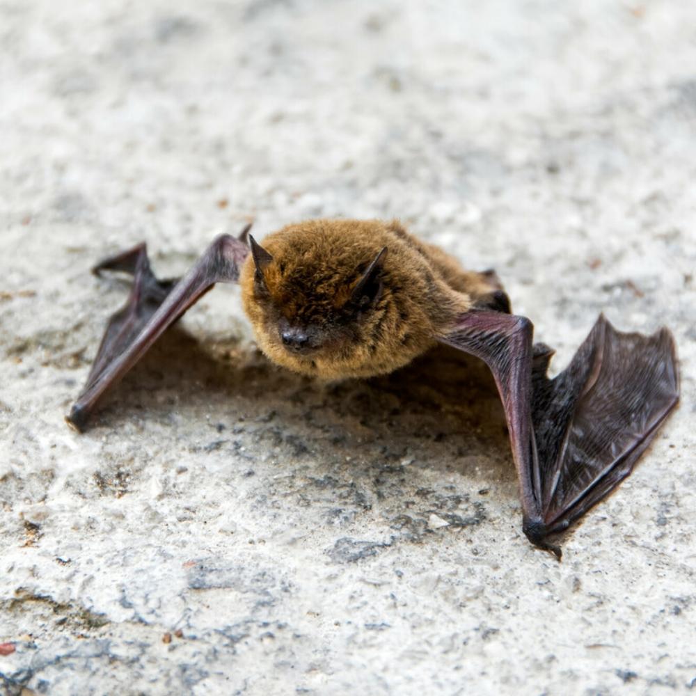 Common pipistrelle bat 