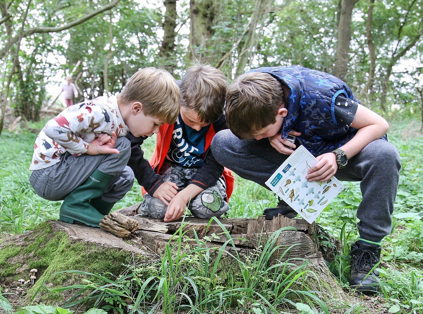 A group of three boys crouched on and around a large, low tree stump looking for bugs in the Forest
