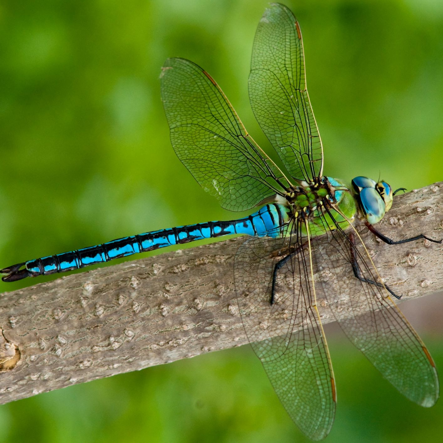 An emperor dragonfly resting on a branch
