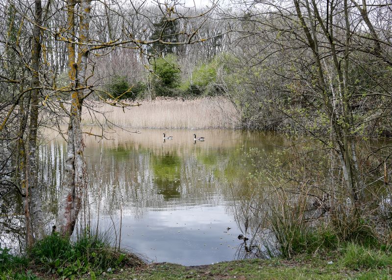A pond in the Forest with trees either side, reeds on the far side, and two birds on the water