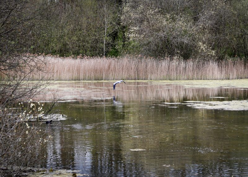 A pond in the Forest with a tree to left hand side, reeds on the far side, and a bird swooping over the water