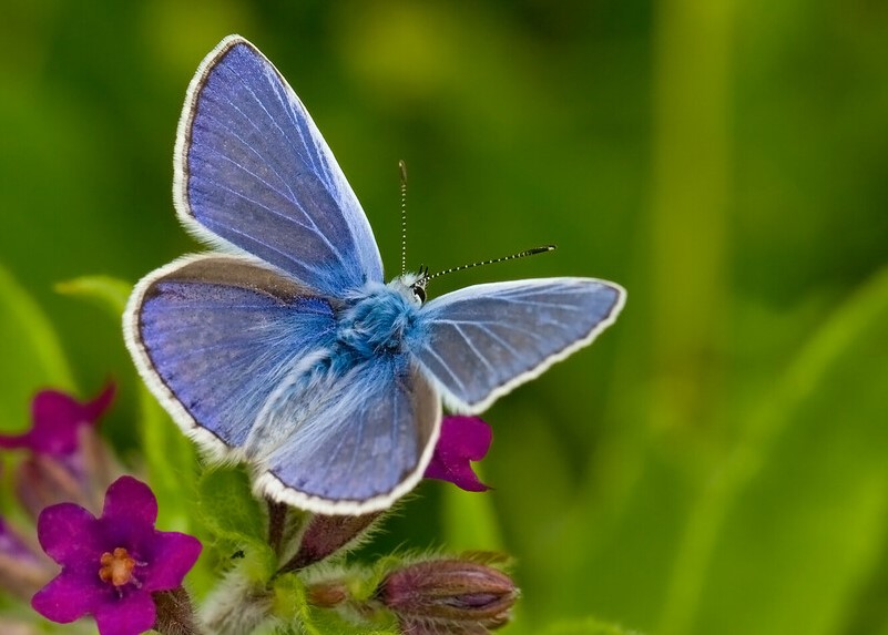 Common Blue Butterfly with its wings open