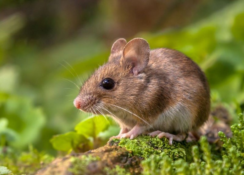 Wild wood mouse on the mossy forest floor