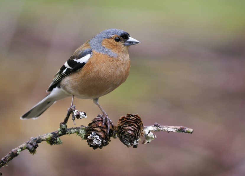 Chaffinch stood on a tree branch 