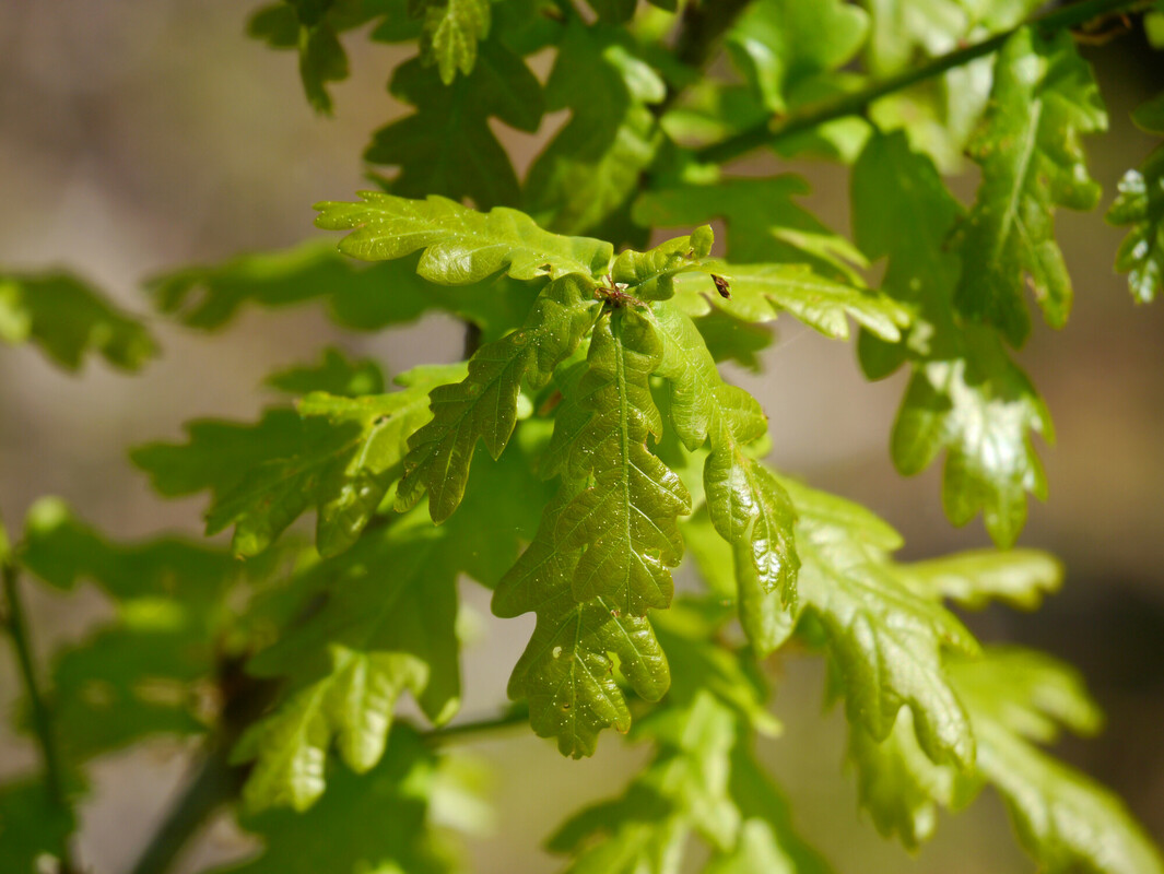 Close up of bright green pak leaves on a branch on a sunny day 