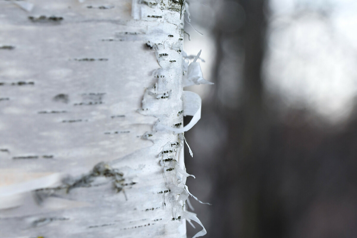 Close up of a white silver birch trunk with papery strips