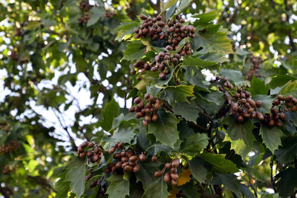Wild service tree with clusters of fruits called 'chequers'