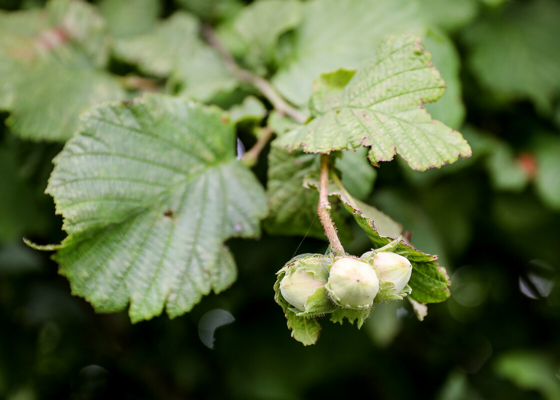 Close up of green hazelnuts and leaves on a branch 