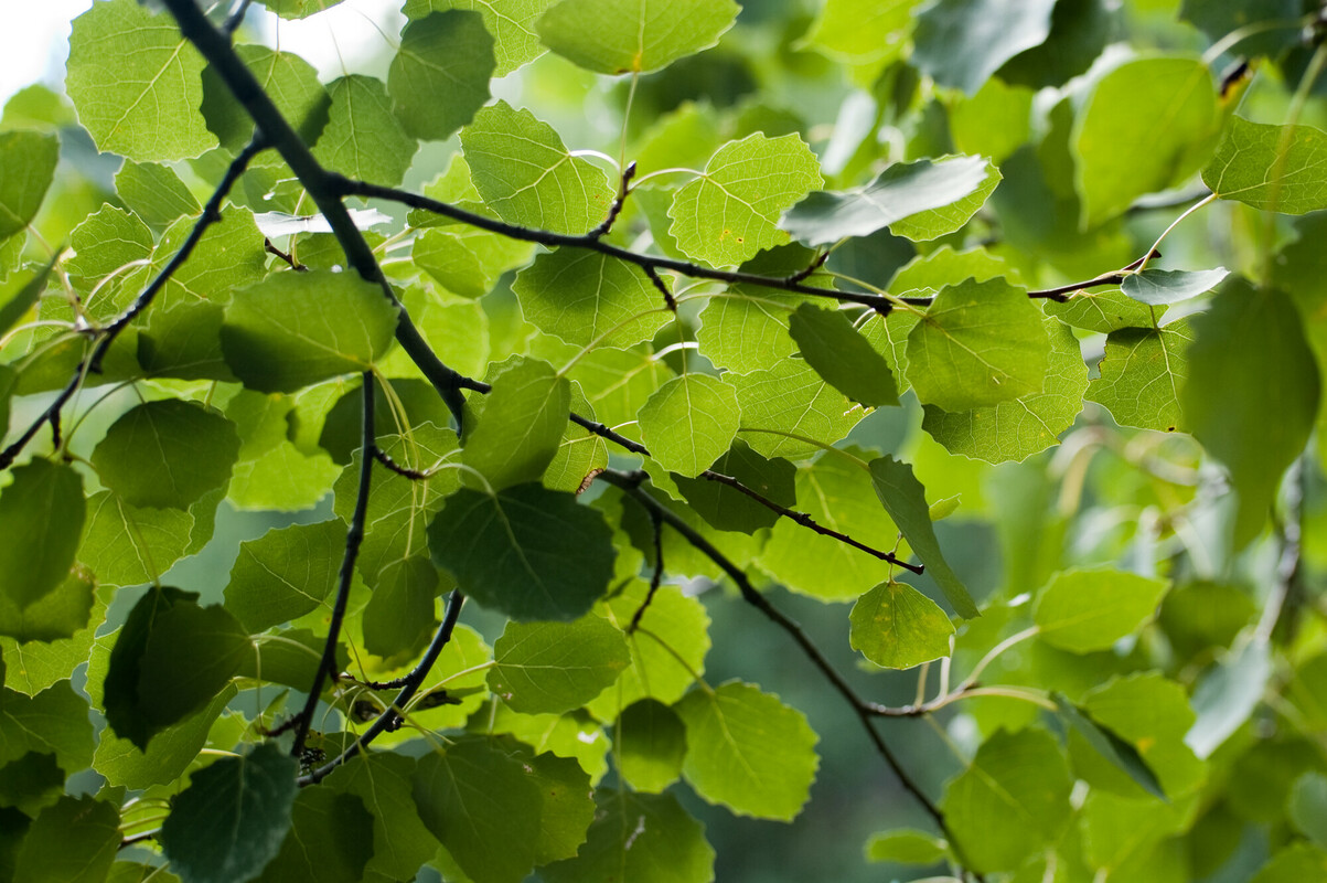 Looking up into the canopy of green aspen leaves 