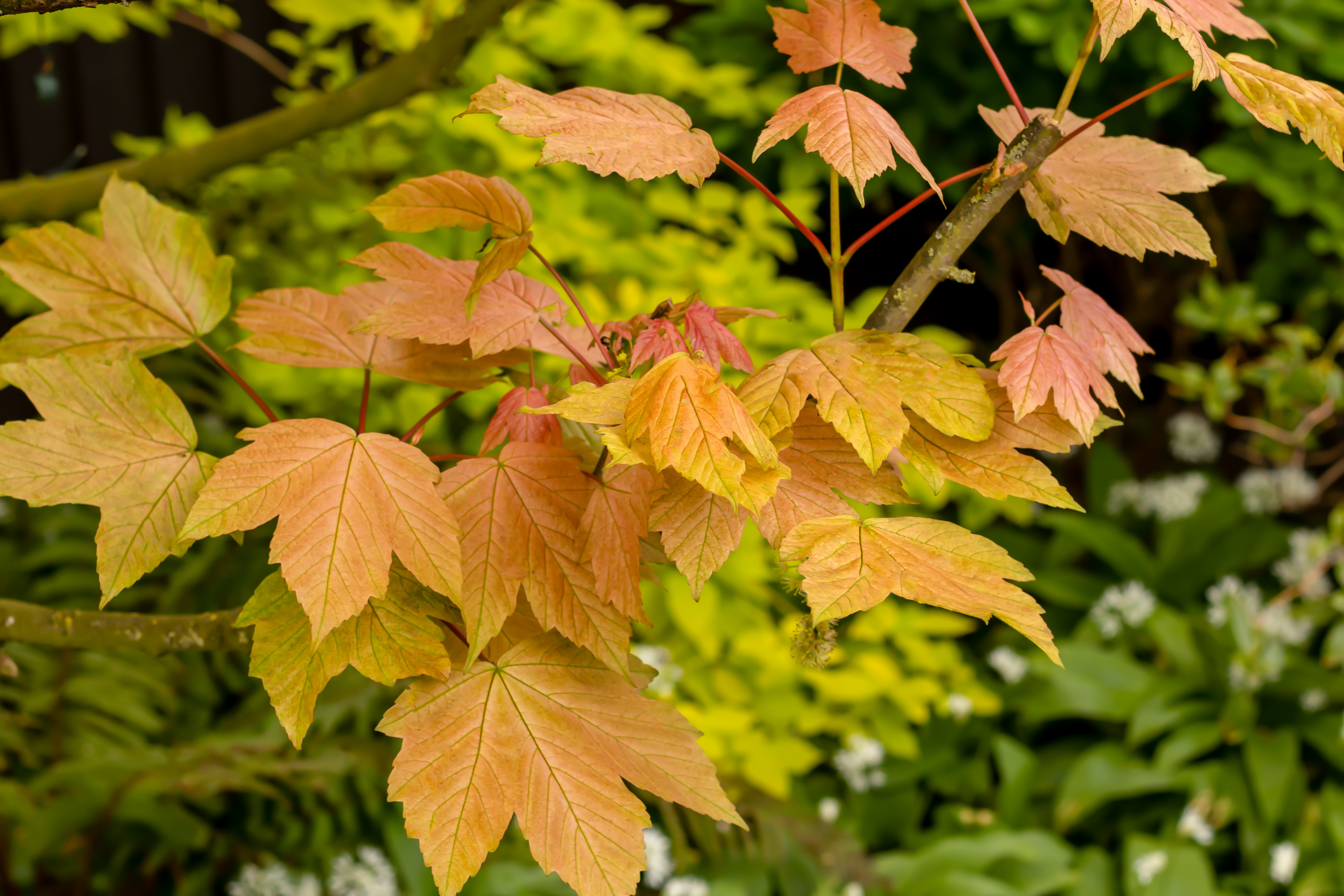 sycamore leaves with autumnal colours of yellow and orange