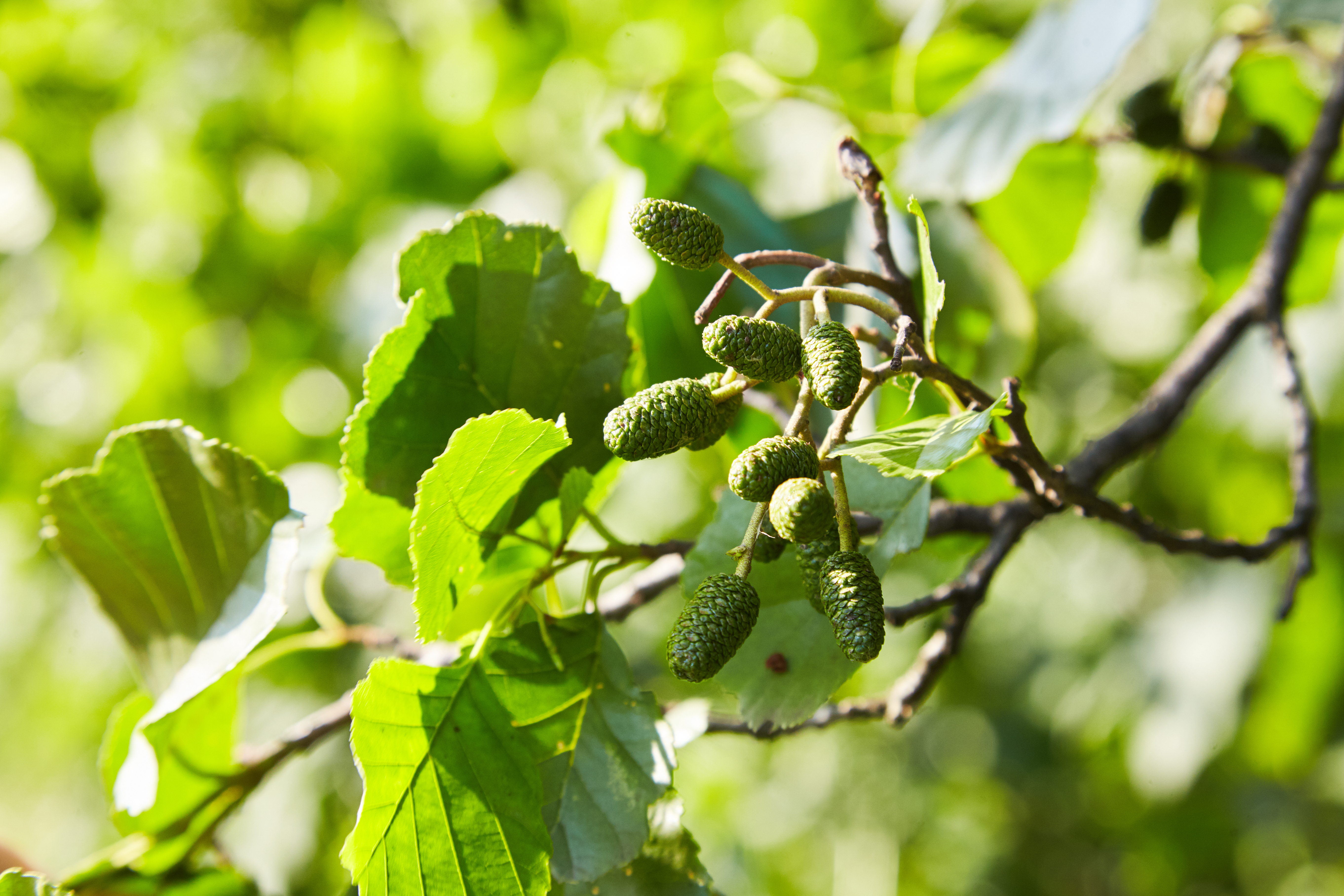 green alder catkins