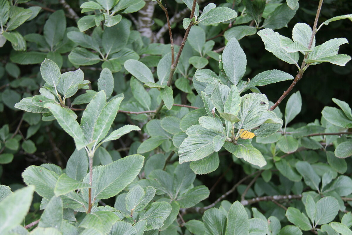 pale green whitebeam leaves