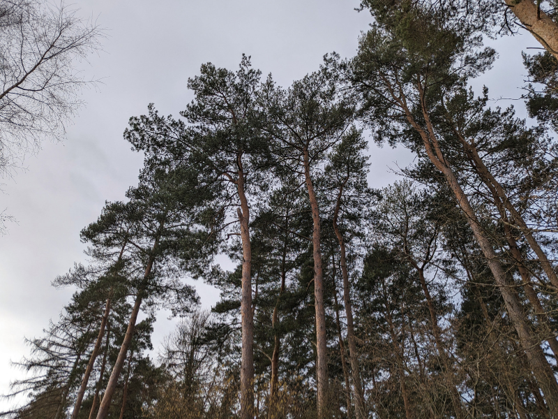 View of the tops of some tall Scots pine trees