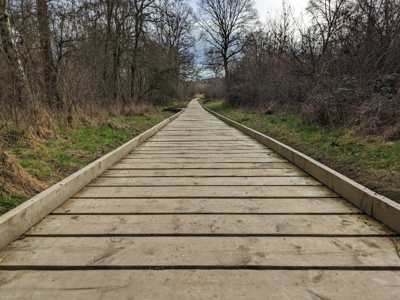 Boardwalk through the Forest at Morgrove Coppice 
