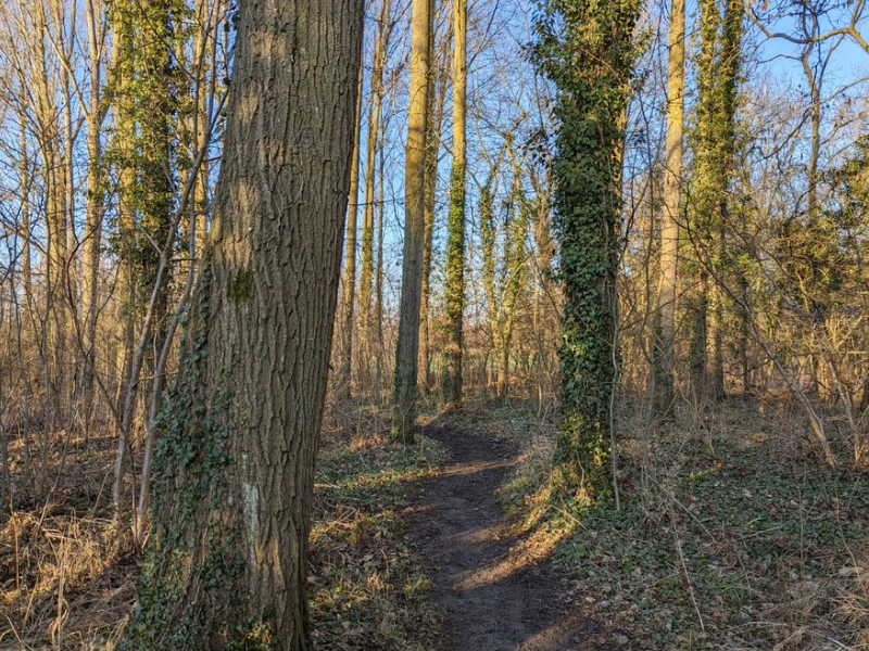 A path in the Forest surrounded by mature poplar trees