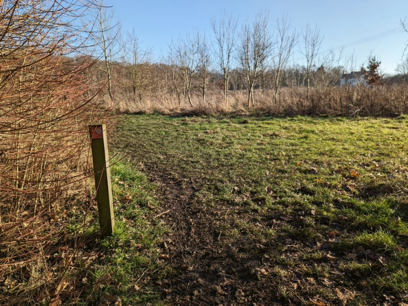 An open glade of newly planted woodland