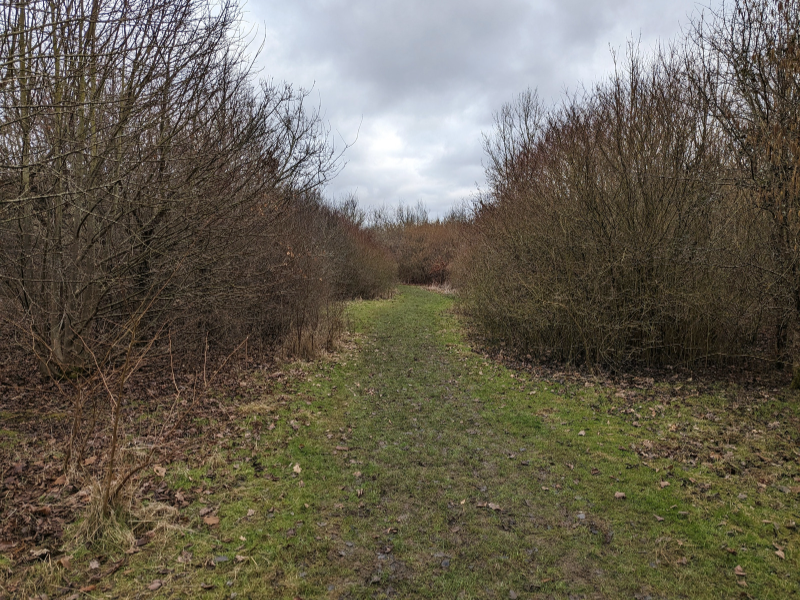Footpath through a corridor of blackthorn in Giddings Wood 